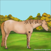 Horse Color:Chestnut Pearl 