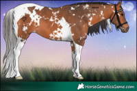 Horse Color:White Spotted Bay Tobiano