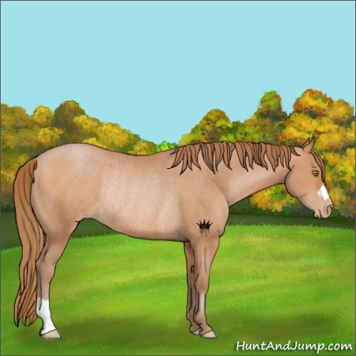 Horse Color:Bay Pearl Rabicano 