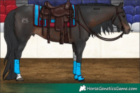 Horse Color:Brown Tobiano 