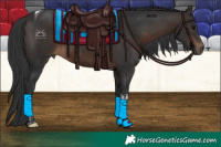 Horse Color:Brown Tobiano Rabicano 