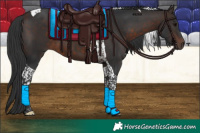 Horse Color:Bay Tobiano 