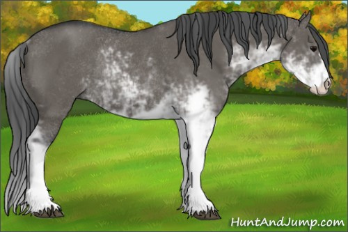 Horse Color:Grullo Sabino Rabicano 