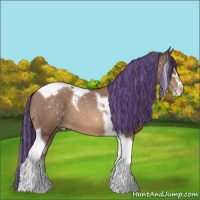 Horse Color:Painted Sable Champagne Sabino Tobiano Appaloosa 