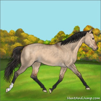 Horse Color:Bay Dun