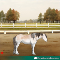 Horse Color:White Spotted Bay Dun 