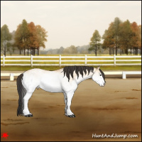 Horse Color:White Spotted Bay Dun