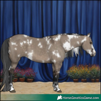 Horse Color:White Spotted Brown Dun