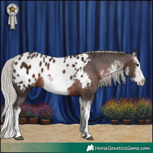 Horse Color:White Spotted Silver Brown Splash Blanket Rabicano