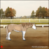 Horse Color:Red Roan Splash 