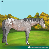 Horse Color:Brown Ice Appaloosa 