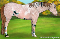 Horse Color:White Spotted Chestnut Ice 