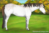 Horse Color:Plaid  White Spotted Bay Ice Roan 