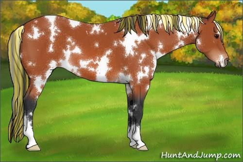 Horse Color:Painted White Spotted Bay 