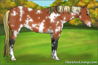 Horse Color:Painted White Spotted Bay 