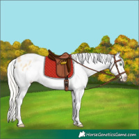 Horse Color:White Spotted Silver Classic Cream Champagne Dun Appaloosa