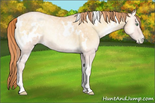 Horse Color:White Spotted Buckskin Ice Pearl Onyx Rabicano 