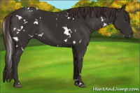 Horse Color:White Spotted Liver Chestnut