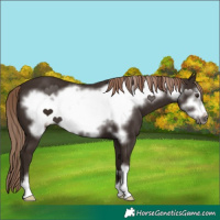 Horse Color:Liver Chestnut Frame 