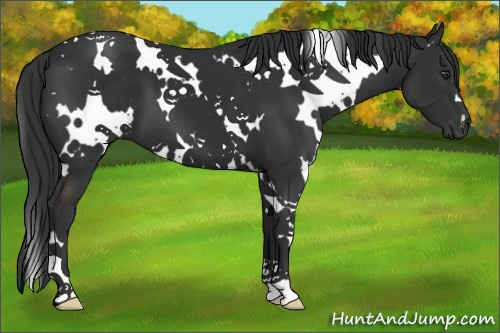Horse Color:White Spotted Liver Chestnut