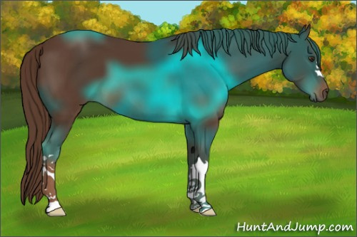Horse Color:Liver Chestnut 