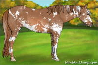 Horse Color:White Spotted Chestnut 