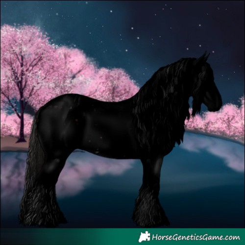 Horse Color:Void White Spotted Brown Sabino Appaloosa 