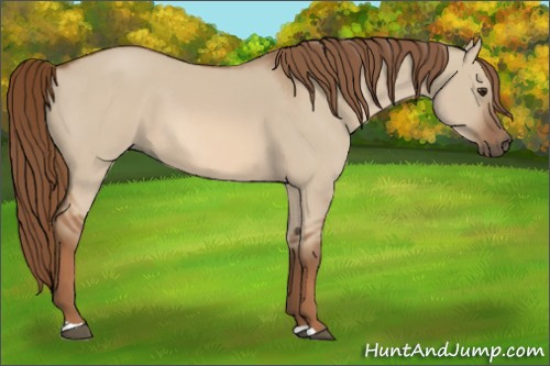 Horse Color:Red Dun 