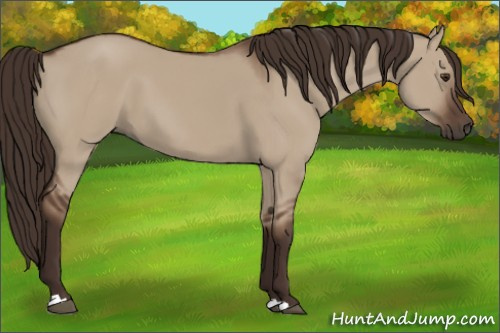 Horse Color:Liver Red Dun 
