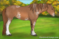 Horse Color:White Spotted Chestnut 