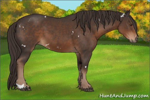 Horse Color:White Spotted Liver Chestnut 