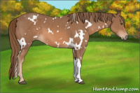 Horse Color:White Spotted Chestnut 