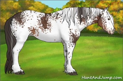 Horse Color:White Spotted Liver Chestnut 