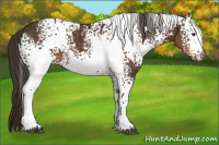 Horse Color:White Spotted Liver Chestnut