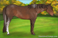Horse Color:White Spotted Liver Chestnut 