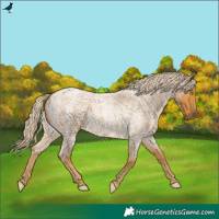 Horse Color:Palomino Roan 