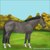Horse Color:Grullo 