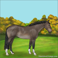 Horse Color:Brown Dun