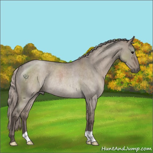 Horse Color:Silver Grullo Roan Rabicano 
