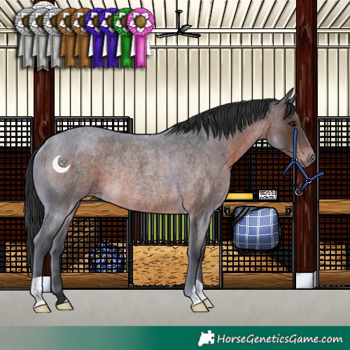 Horse Color:Brown Roan Rabicano 