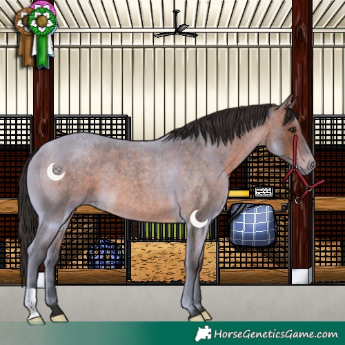 Horse Color:Brown Roan 