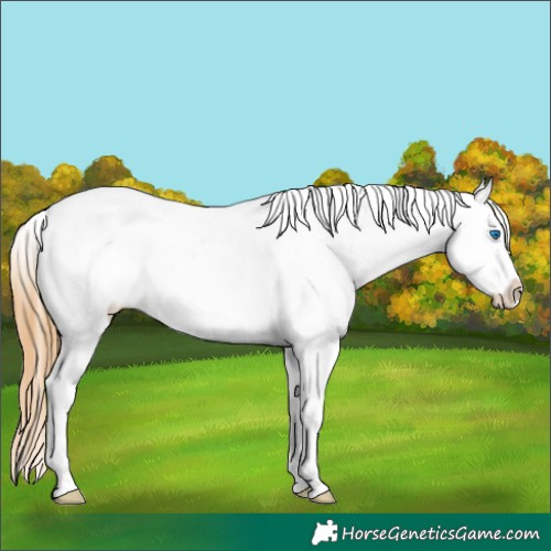 Horse Color:Chestnut Splash Tobiano Appaloosa 