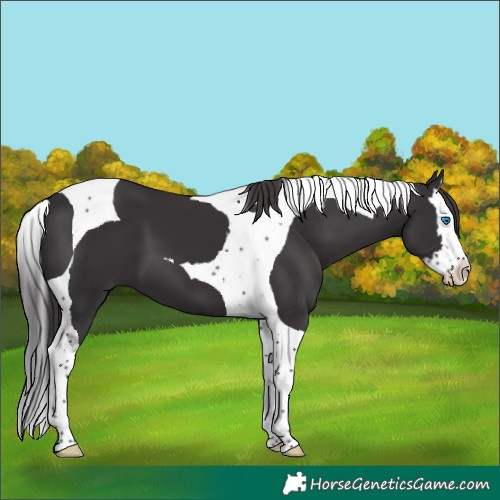 Horse Color:Smoky Black Splash Tobiano 