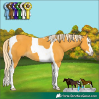 Horse Color:Palomino Splash Tobiano 