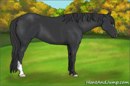 Horse Color:Black  and Black 