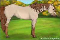 Horse Color:Red Dun