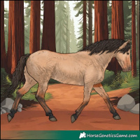 Horse Color:Bay Dun 