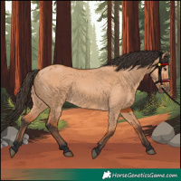 Horse Color:Bay Dun 