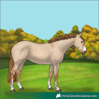 Horse Color:Red Dun 