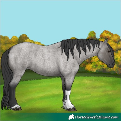 Horse Color:Grullo Roan Tobiano